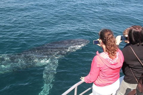 Jervis Bay Whale Watching Tour - Mackay Tourism 9