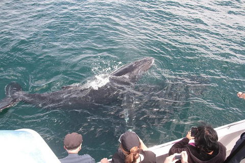 Jervis Bay Whale Watching Tour - Mackay Tourism 12