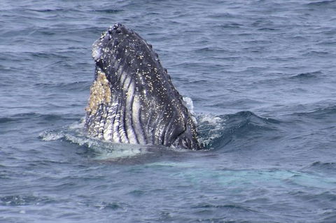 Jervis Bay Whale Watching Tour - Mackay Tourism 4