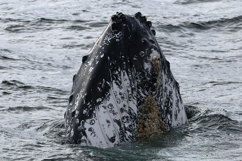 Jervis Bay Whale Watching Tour - Mackay Tourism 7