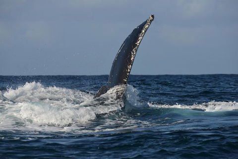 Jervis Bay Whale Watching Tour - Mackay Tourism 8