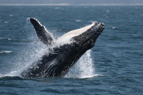 Jervis Bay Whale Watching Tour - Mackay Tourism 10