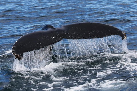 Jervis Bay Whale Watching Tour - Mackay Tourism 6