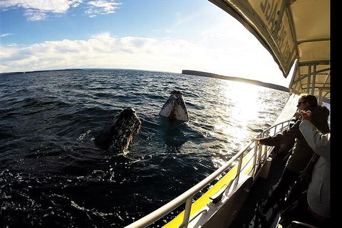 Jervis Bay Whale Watching Tour - Mackay Tourism 3