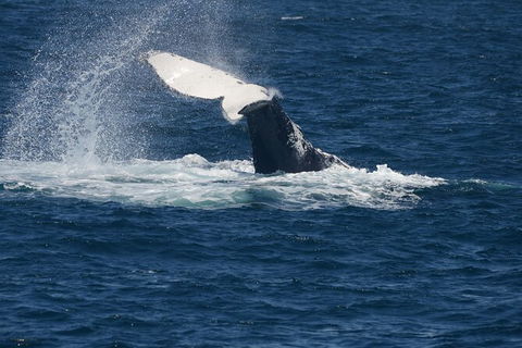 Jervis Bay Whale Watching Tour - Mackay Tourism 11