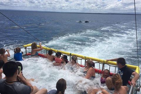 Jervis Bay Boom Netting And Dolphins Tour - Mackay Tourism 14