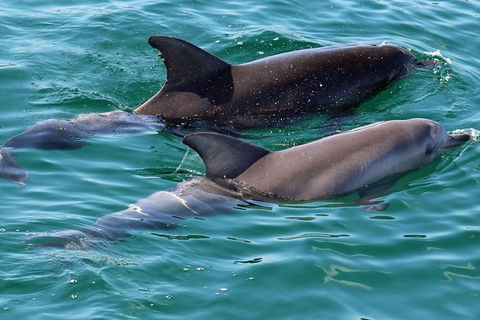 Jervis Bay Boom Netting And Dolphins Tour - Mackay Tourism 13