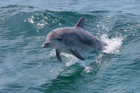 Jervis Bay Boom Netting And Dolphins Tour - Mackay Tourism 8