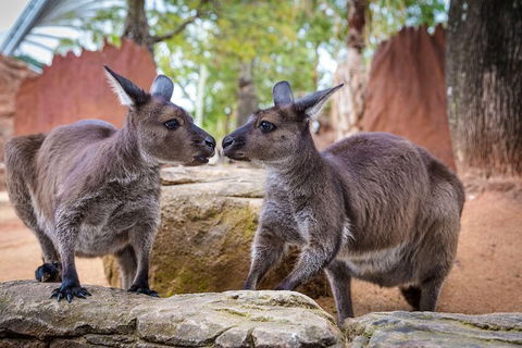 WILD LIFE Sydney Entrance Ticket - Mackay Tourism 1