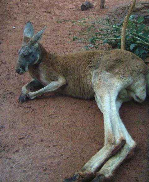 WILD LIFE Sydney Entrance Ticket - Mackay Tourism 13