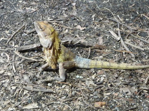 WILD LIFE Sydney Entrance Ticket - Mackay Tourism 9