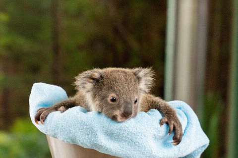 WILD LIFE Sydney Entrance Ticket - Mackay Tourism 25