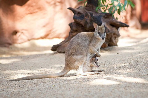 WILD LIFE Sydney Entrance Ticket - Mackay Tourism 21