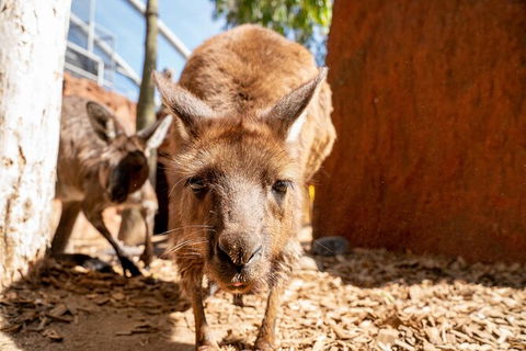 WILD LIFE Sydney Entrance Ticket - Mackay Tourism 24