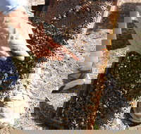 Bees on Keswick Island - Mackay Tourism