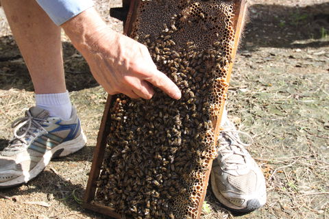 Bees On Keswick Island - Mackay Tourism 0