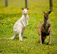 Bordertown Wildlife Park - Mackay Tourism