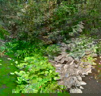 Brindle Creek Walking Track - Mackay Tourism