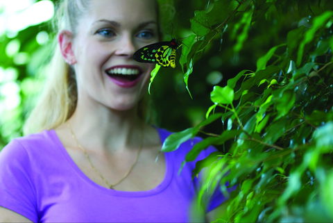 Coffs Harbour Butterfly House - Mackay Tourism 0