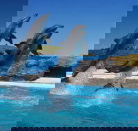 Dolphin Marine Conservation Park - Mackay Tourism