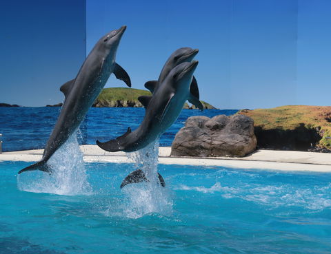Dolphin Marine Conservation Park - Mackay Tourism 0