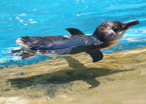 Dolphin Marine Conservation Park - Mackay Tourism 2