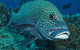 Fish Bowl Dive Site - thumb 0