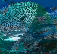 Fish Bowl Dive Site - Mackay Tourism