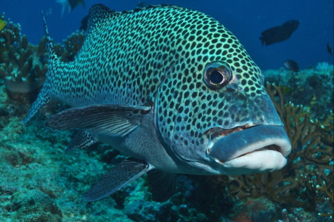 Fish Bowl Dive Site - Mackay Tourism 0