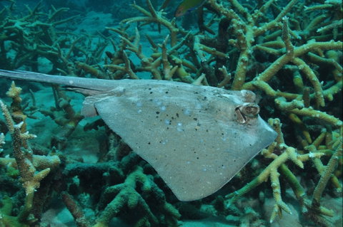Fish Bowl Dive Site - Mackay Tourism 1