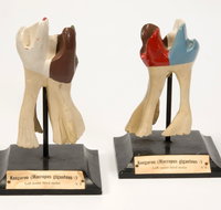 Henry Forman Atkinson Dental Museum - Mackay Tourism
