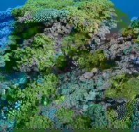 Keeper Reef Dive Site - Mackay Tourism