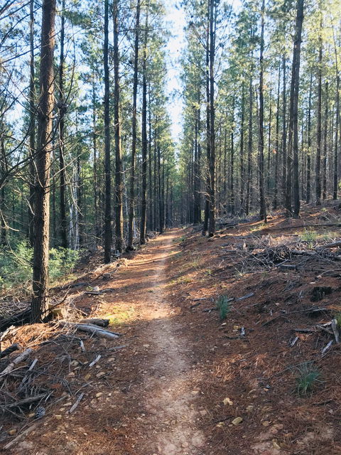 Mountain Bike Trails Tumbarumba - Mackay Tourism 1