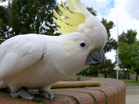 Myuna Farm - Mackay Tourism 1