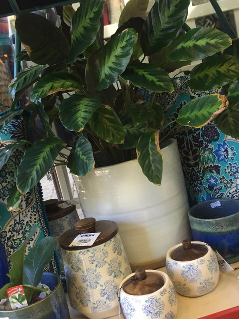 Noreen's Seaside Shop - Mackay Tourism 0