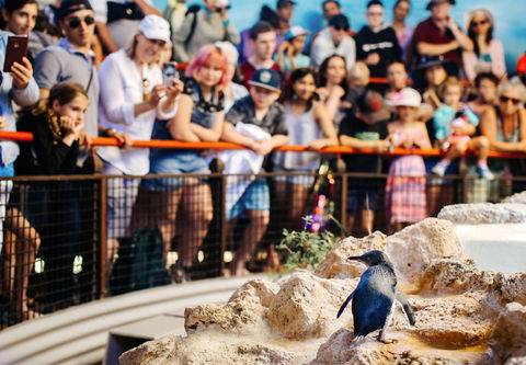 Penguin Island - Mackay Tourism 2