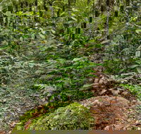 Red Cedar Loop - Mackay Tourism