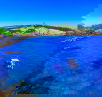 Snorkelling Montague Island - Mackay Tourism