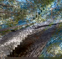 Wallumatta Nature Reserve - Mackay Tourism