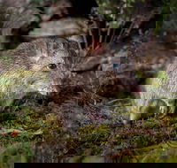 Wildlife Wonders - Mackay Tourism