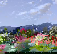 Blue Lotus Water Garden - Mackay Tourism