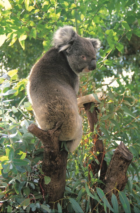 Caversham Wildlife Park - Mackay Tourism 0