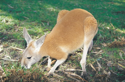 Caversham Wildlife Park - Mackay Tourism 1