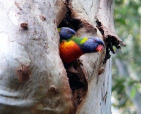 Cumberland State Forest - Mackay Tourism 0