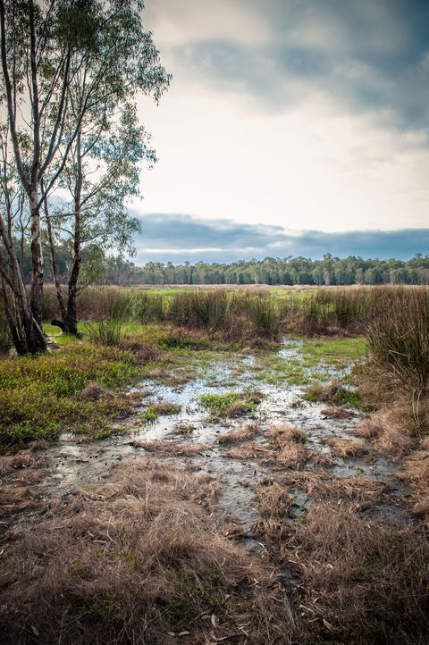 Gemmill Swamp Wildlife Reserve - Mackay Tourism 2