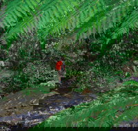 Goldsborough Valley Wooroonooran National Park - Mackay Tourism