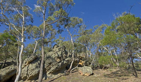Green Track - Mackay Tourism 0