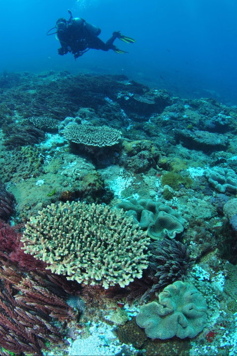 Hanging Rock Dive Site - Mackay Tourism 0