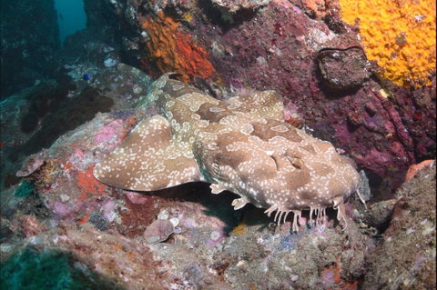 Hanging Rock Dive Site - Mackay Tourism 1