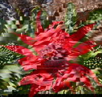 Inverawe Native Gardens - Mackay Tourism